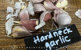 How To Grow Garlic 10 Tips For Growing