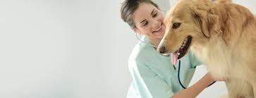 We are proud to serve the pets of both nassau and suffolk county. Redwood Animal Hospital Veterinarian In Castro Valley Ca Redwood Animal Hospital Veterinarian In Castro Valley Ca