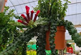 lipstick plant complete guide about