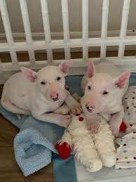 Yorkie puppies ready for xmass posted on 12/18/2016. Bull Terrier Puppies For Sale Riverside Ca 316334