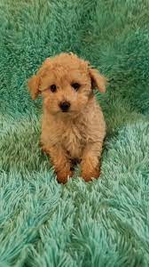 toy teacup poodle puppies
