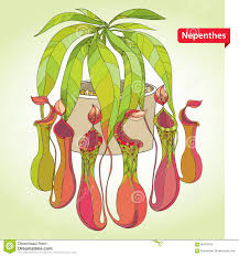 Nepenthes Or Monkey Cup In The Round Flowerpot On The Light