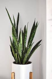 How To Make Snake Plants Grow Faster