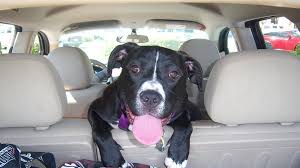Dog Travel By Car Dos And Donts For