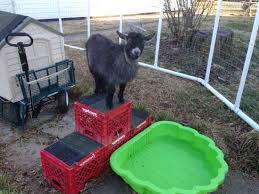 18 diy toys for goats to keep them busy