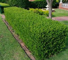 common types of plants used as hedges