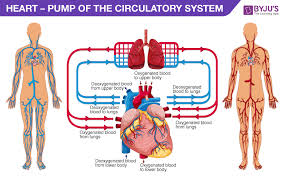 Human Heart Anatomy Functions And Facts About Heart