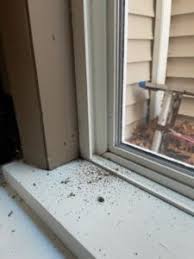 carpenter ants in a window sill
