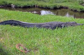 Alligators are everywhere in Florida