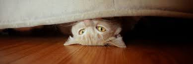 hiding behavior in cats feline