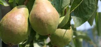 Know when it's time to pick pears and apples | Oregon State University