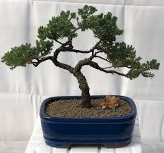 juniper bonsai tree trained juniper