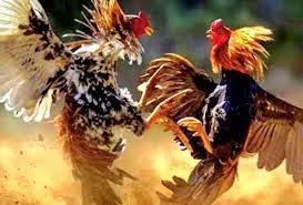 Ketum FWJ Indonesia Sayangkan Judi Sabung Ayam di Malang Tak Tersentuh Aparat - Nuansa Realita News