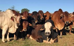 Pure farming tipsis video mien main apko brahman. For Sale 1000 Brahman Cows Cattle Exchange