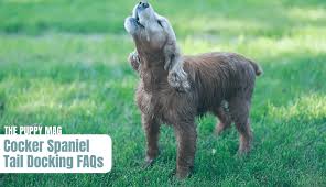 why er spaniels have docked tails