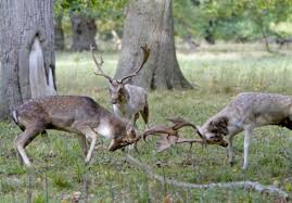 How To Determine The Age Of Deer Detailed Advice On Every
