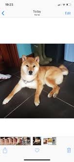Explore 7 listings for shiba inu for sale uk at best prices. Japanese Shiba Inu Shiba Inu Breeders Specialists Uk
