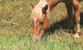 Plants Safe For Horses Corolla Wild
