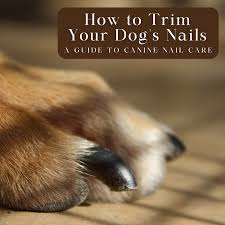dog nail cutting great save