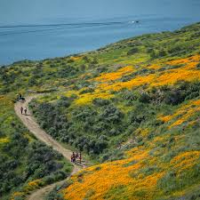 Check spelling or type a new query. California Wildflowers How To Catch The Spring Blooms The New York Times