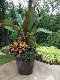 Potted Plants Outdoor Patio Plants