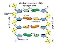 biology final flashcards quizlet