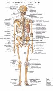 4 99 Human Skeletal System Posterior View Poster