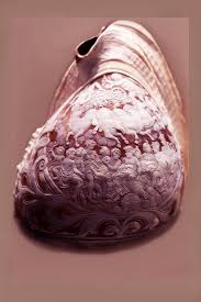 Картинки по запросу Резьба по морской раковине