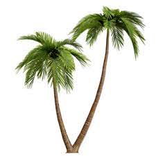 palm tree png images 12000