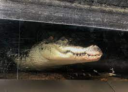 alligator kills man at myrtle beach