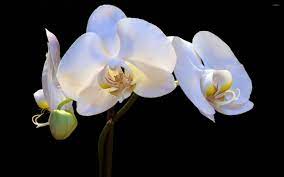 White orchids wallpaper - Flower ...