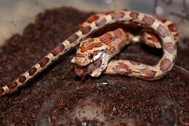 When To Start Feeding Baby Corn Snakes Snakes For Pets