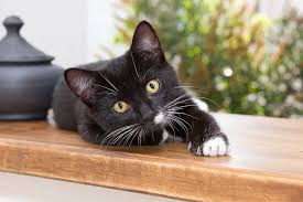 For the price of an adoption fee, you'll likely find your perfect feline match on petfinder, a community of over 11,000 shelter and rescue group members. Cat Cats Kitten Kittens Home Pet Animal Kid Cute Pikist