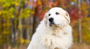 Great Pyrenees A Complete Guide To The Beautiful Mountain