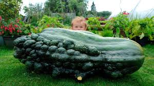 Image result for biggest zucchini ever