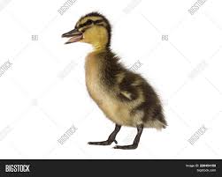 Baby Duck Beak Open Image Photo Free Trial Bigstock
