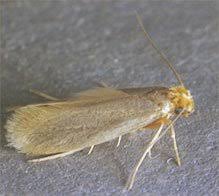 moths in area rugs and carpets