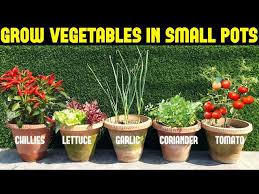 Vegetables You Can Grow In Small Pots