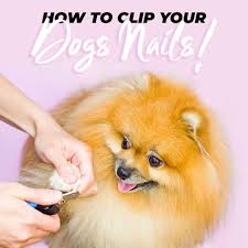 cutting your dog s nails at home a