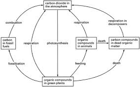 explain carbon cycle