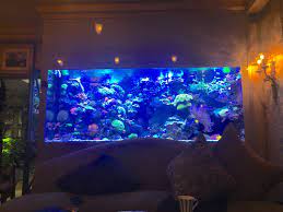 The Modern Reef Aquarium Fish Room | Reef Builders | The Reef and Saltwater Aquarium  Blog gambar png