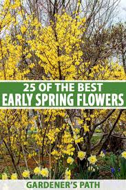 Many kinds of perennial plants sprout from early through late spring. 25 Of The Best Early Spring Blooming Flowers Gardener S Path
