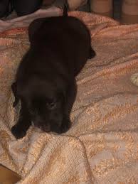 The search tool above returns a list of breeders located nearest to the zip or postal code you enter. Labrador Retriever Puppies For Sale Toms River Nj 303530