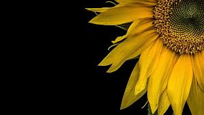 sunflower 1080p 2k 4k 5k hd