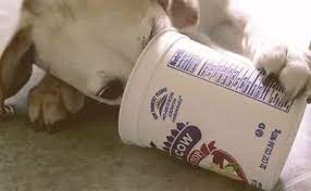 yogurt for your dog the pros and cons