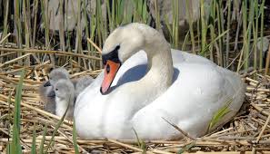 What is a Mute Swan? 