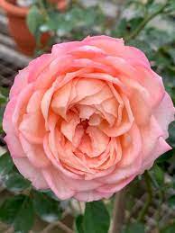 eve clic perfume rose rose plants