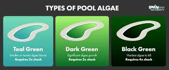 kill algae in your pool