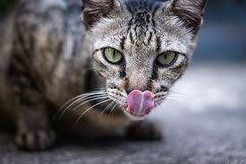 Large amounts of tartar can taste bad and swallowing the infected material may make the cat nauseated too. Why Do Cats Stick Out Their Tongues All You Need To Know About Your Cats Tongue Tuxedo Cat