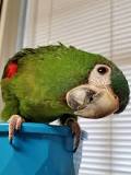 Image result for About Hahns Mini Macaw
